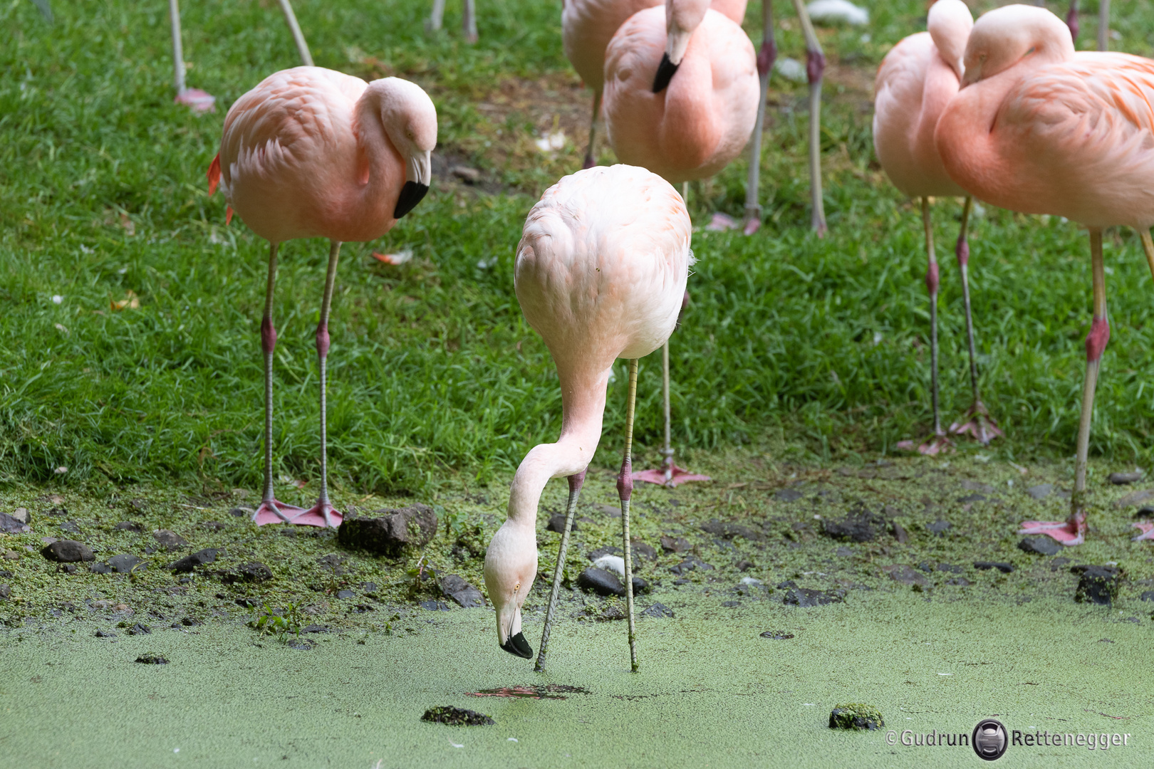 Flamingos