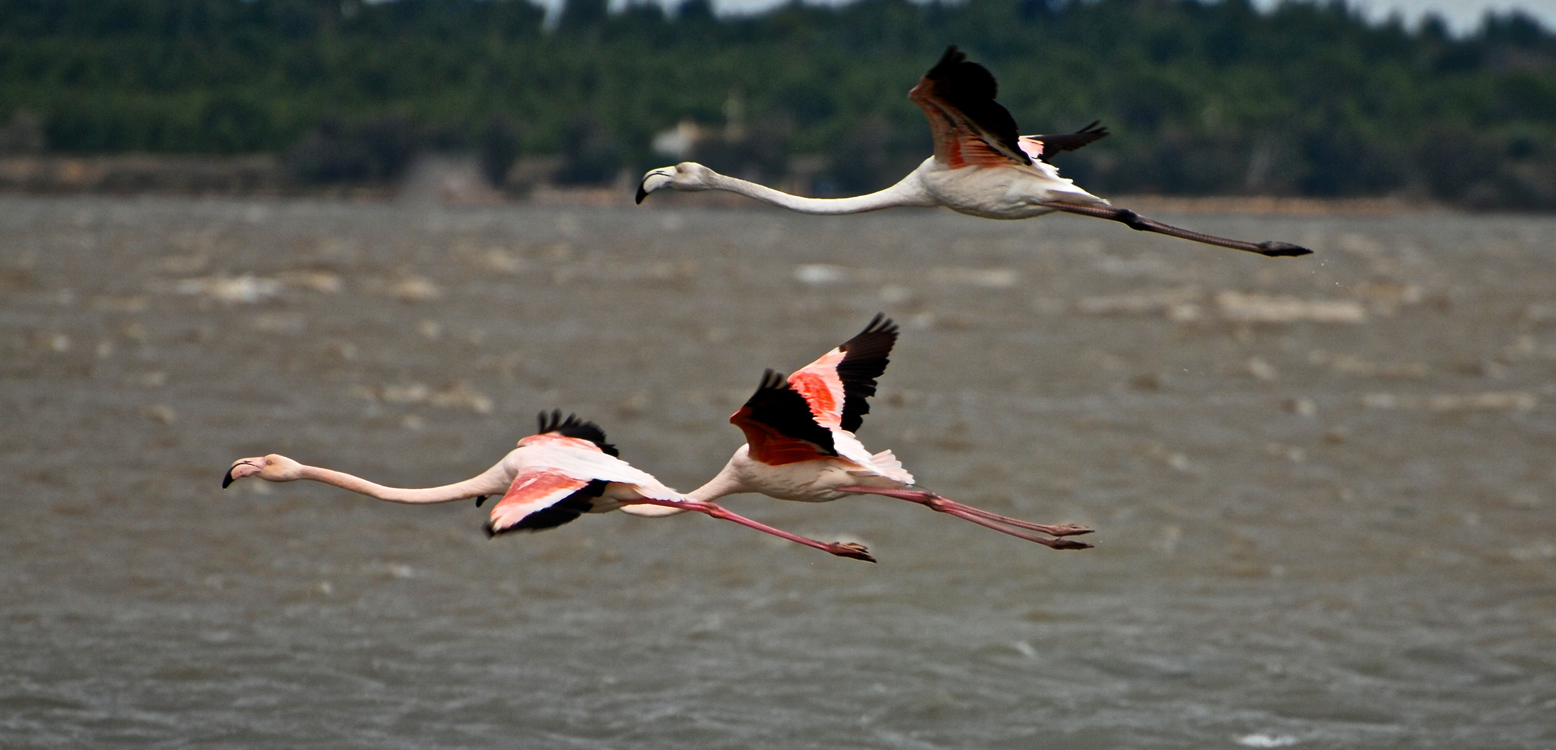 Flamingos