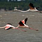 Flamingos