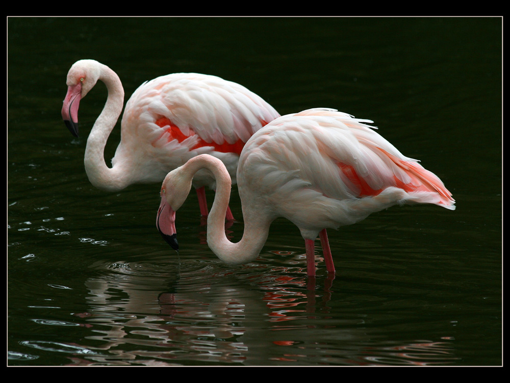 Flamingos