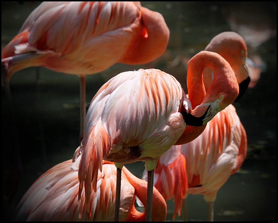 flamingos...