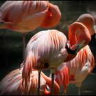 flamingos...