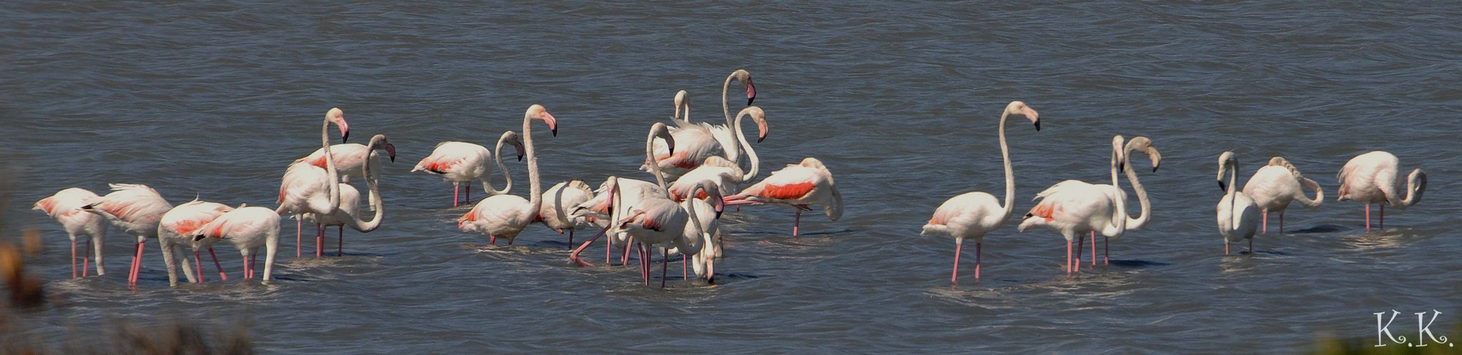 flamingos