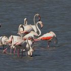 flamingos