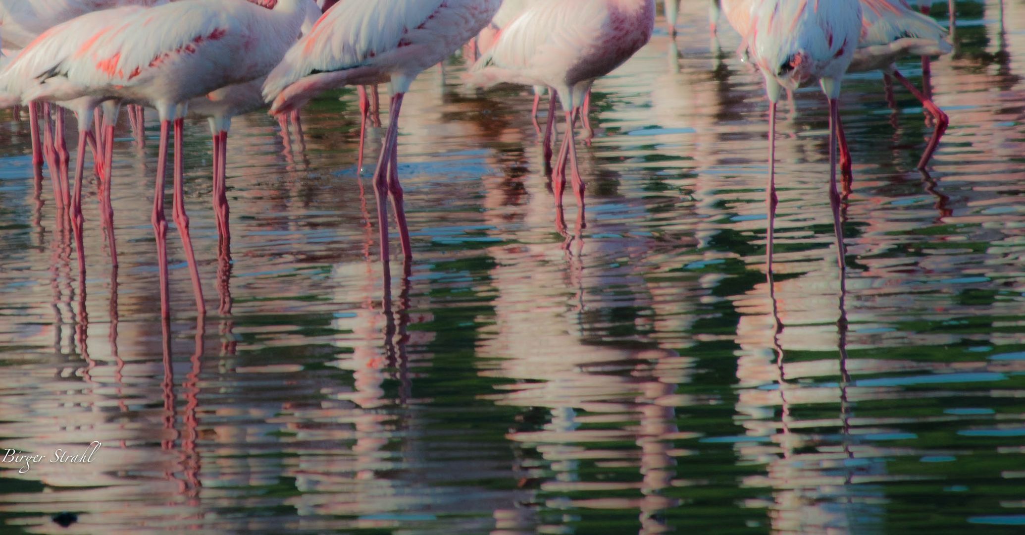 Flamingos