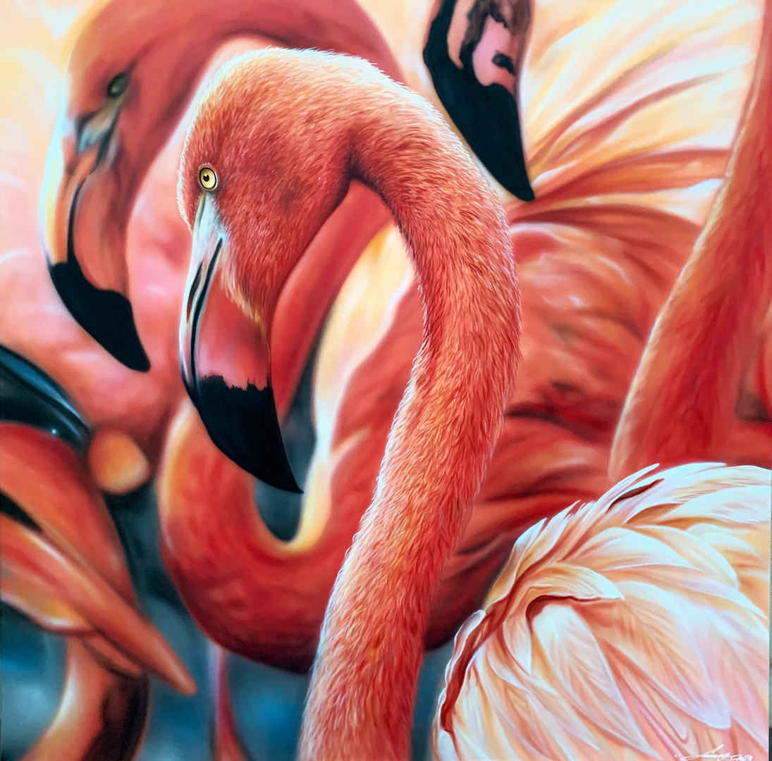 Flamingos