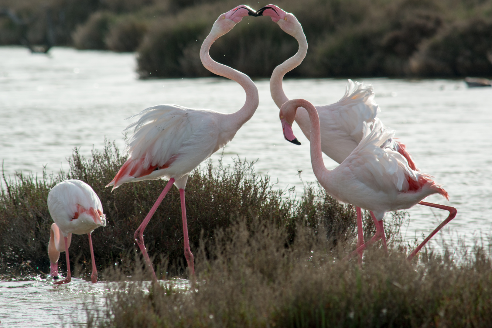 Flamingos