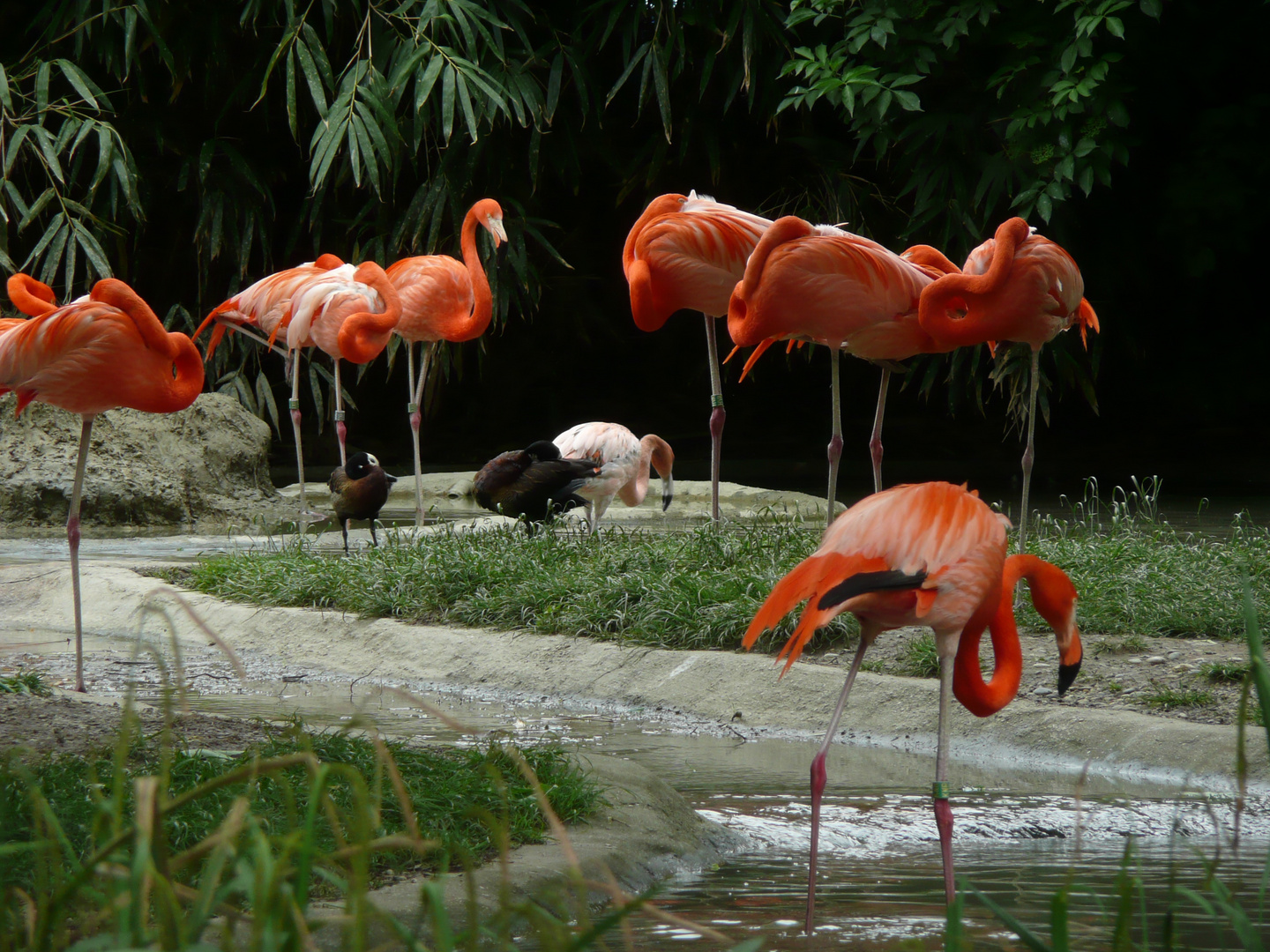 Flamingos