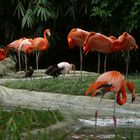 Flamingos