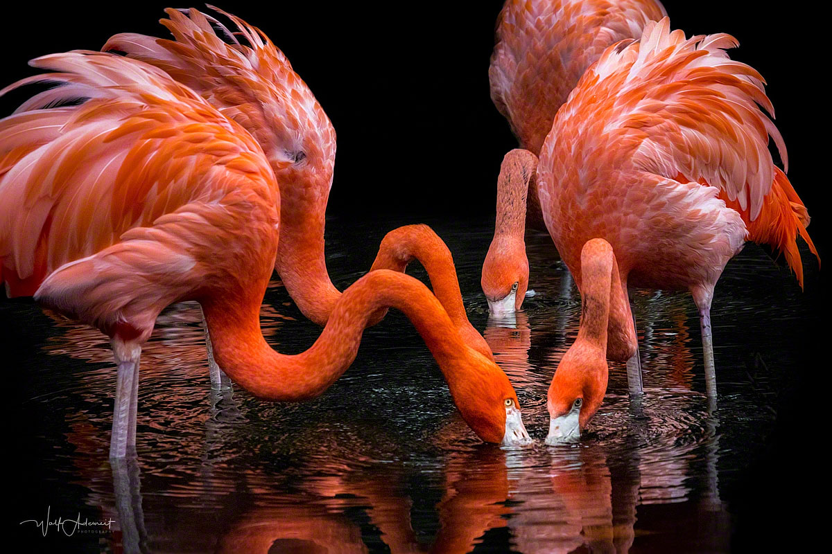 flamingos