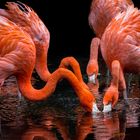 flamingos