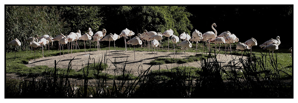 Flamingos: Alles angetreten- auf einem Fuß!!