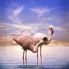 Flamingos am Abend