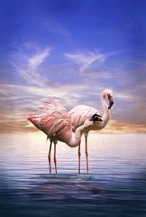 Flamingos am Abend