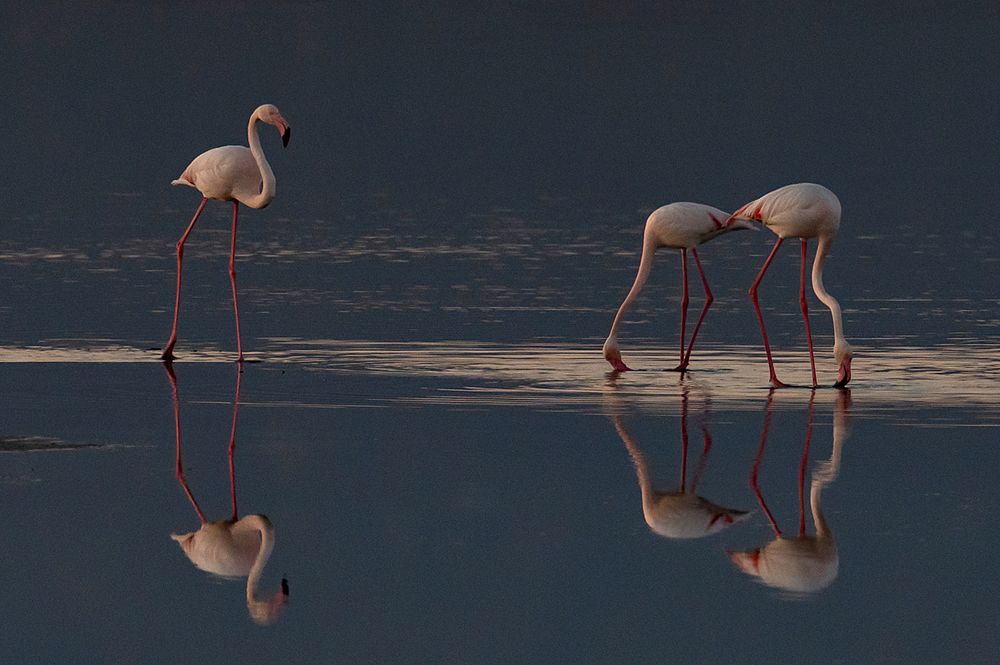 Flamingos am Abend