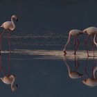 Flamingos am Abend