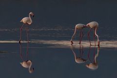 Flamingos am Abend