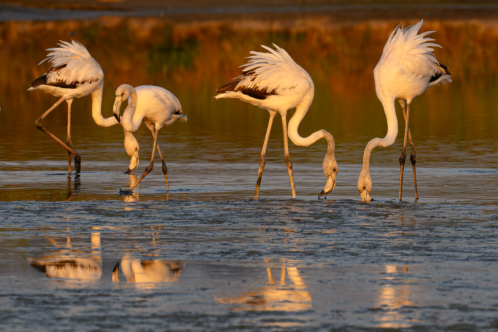 Flamingos am Abend