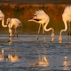 Flamingos am Abend