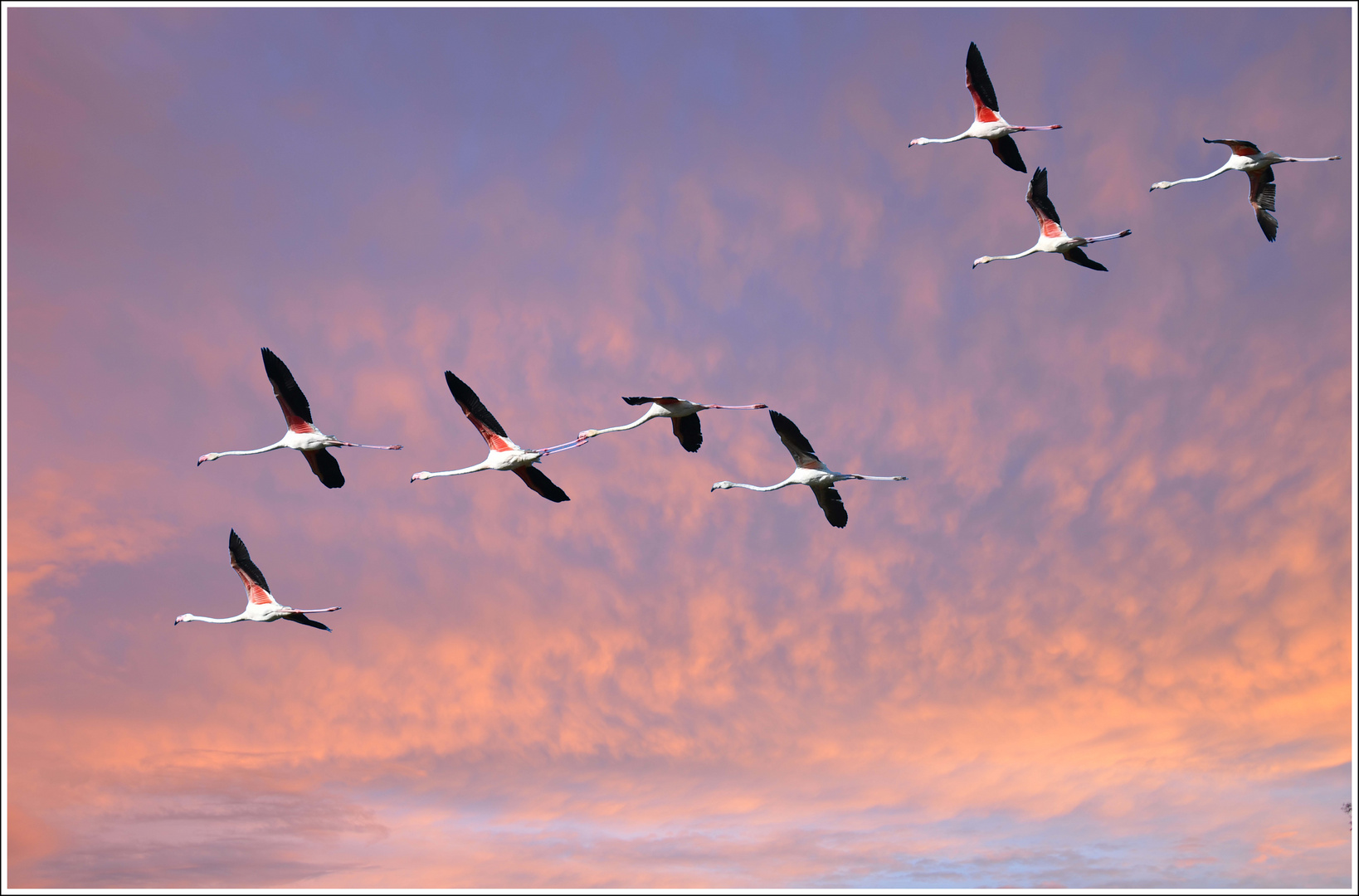 Flamingos am Abendhimmel 