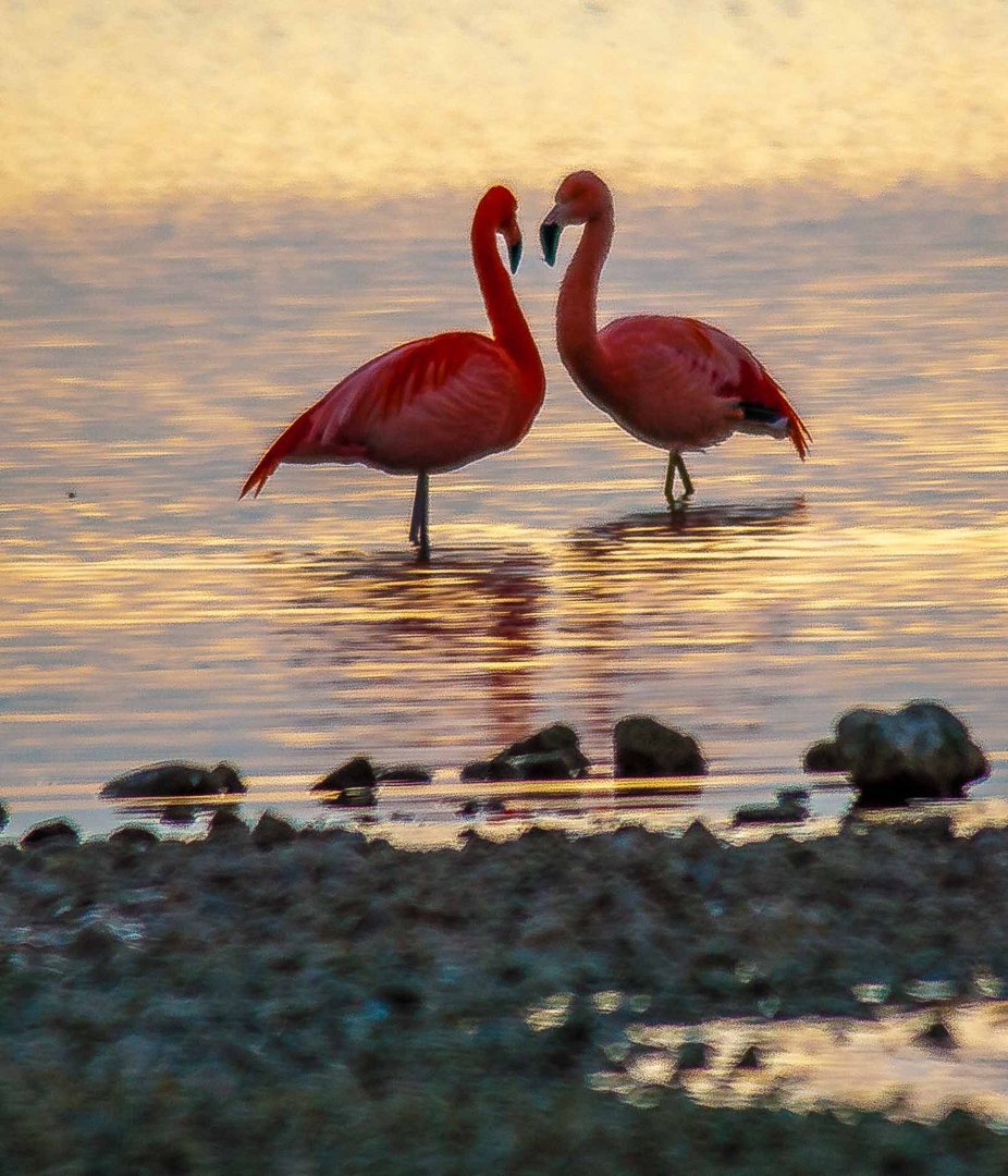 Flamingos am Bayerischen Meer