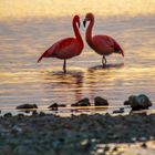 Flamingos am Bayerischen Meer