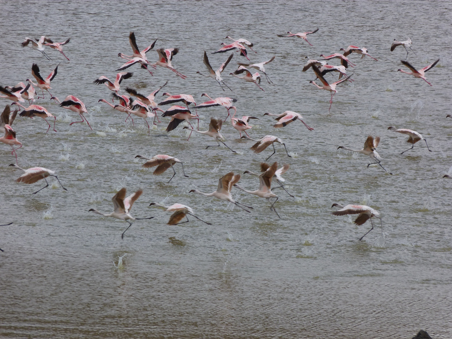 Flamingos am Big Momella Lake