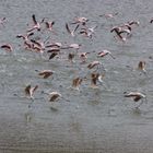 Flamingos am Big Momella Lake