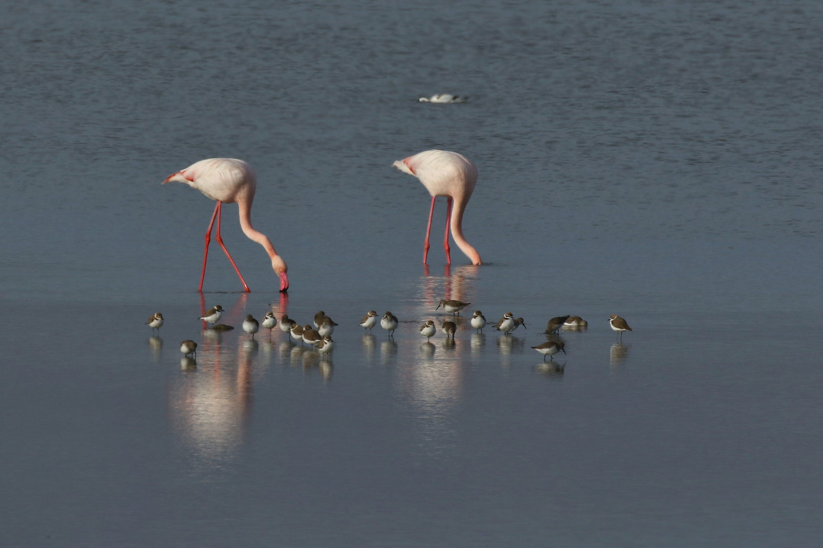 Flamingos am Cabo de Gata