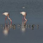 Flamingos am Cabo de Gata