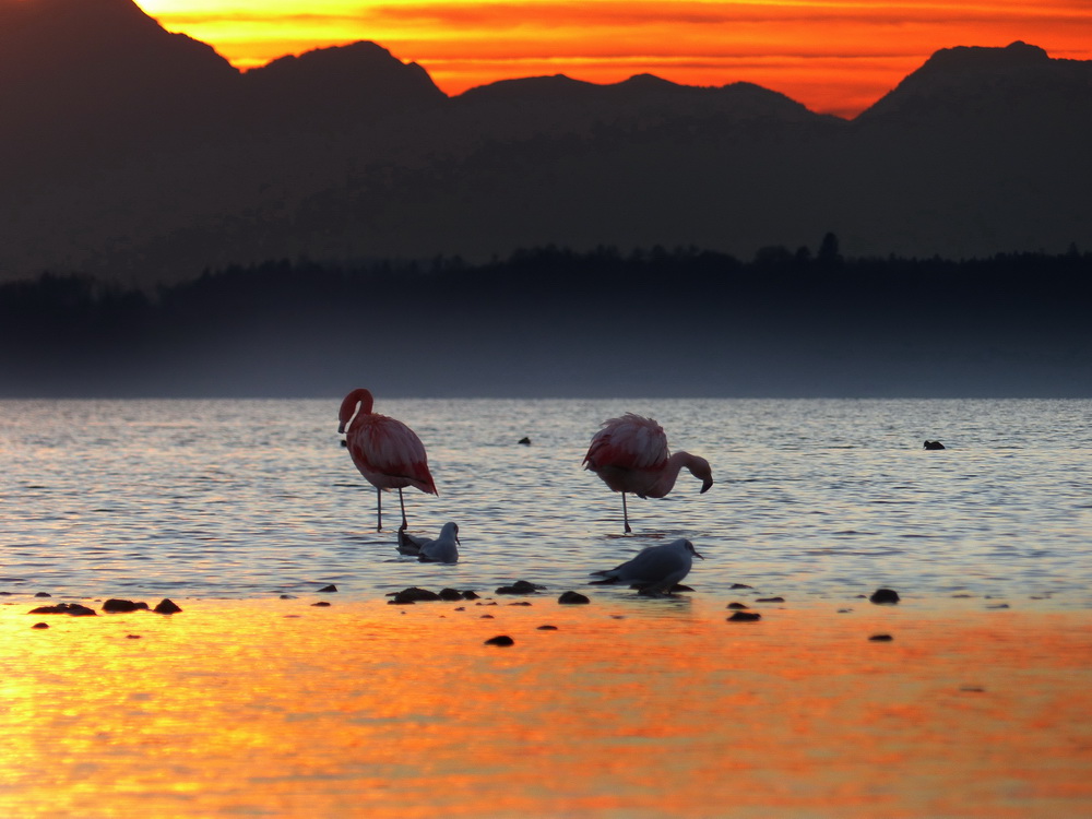 Flamingos am Chiemsee