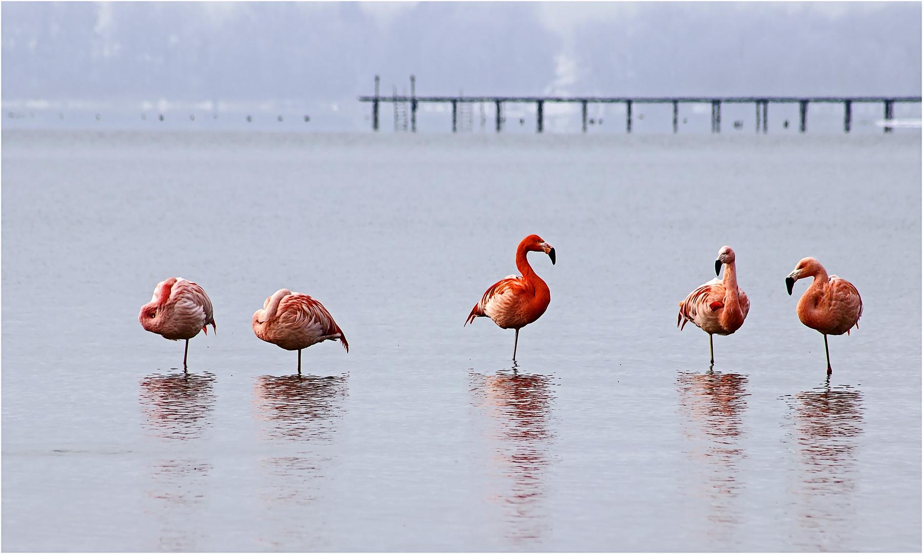 Flamingos am Chiemsee