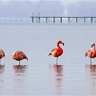 Flamingos am Chiemsee