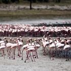 Flamingos am Empakay Krater 2