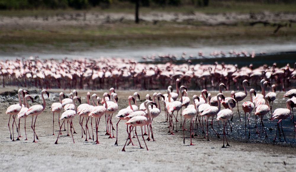 Flamingos am Empakay Krater 2