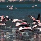 Flamingos am Empakay Krater