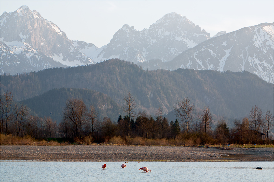 Flamingos am Forggensee