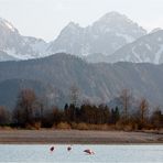 Flamingos am Forggensee