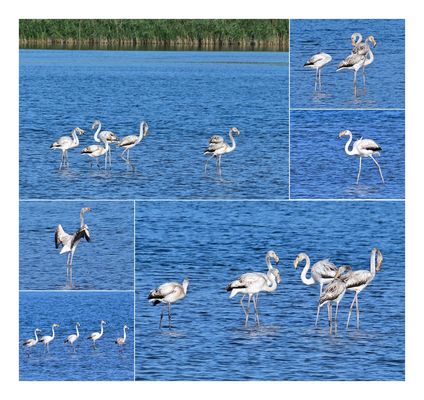 Flamingos am Klingnauer Stausee