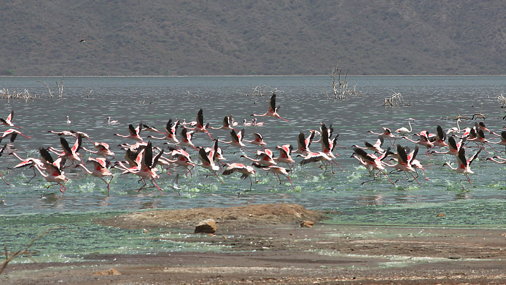 Flamingos am Lake Bogoria