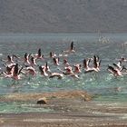 Flamingos am Lake Bogoria