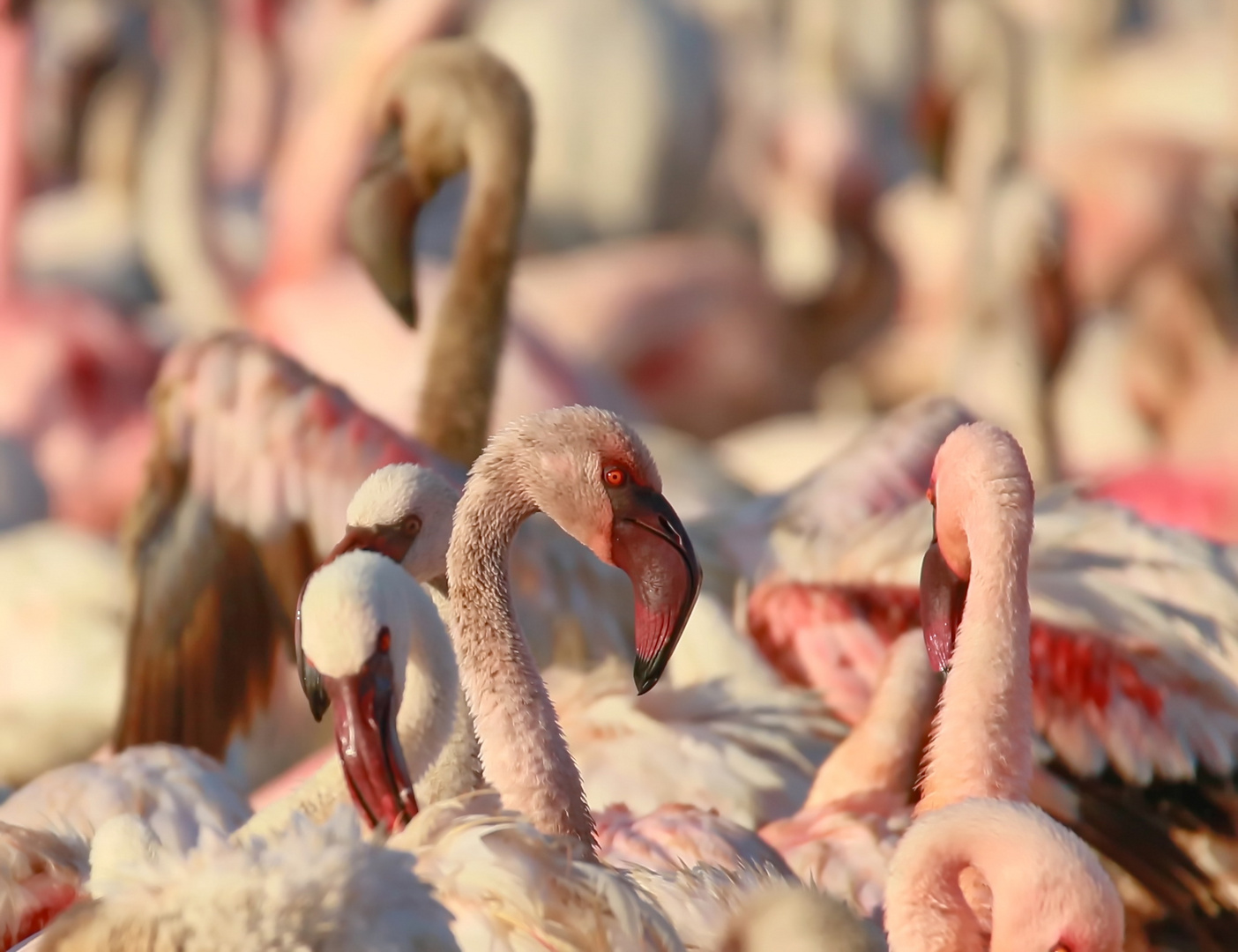 Flamingos am Lake Bogoria...+ Filmchen