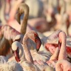 Flamingos am Lake Bogoria...+ Filmchen