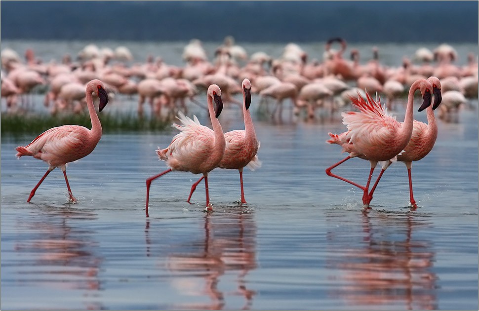 Flamingos am Lake Nakuru