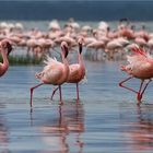 Flamingos am Lake Nakuru