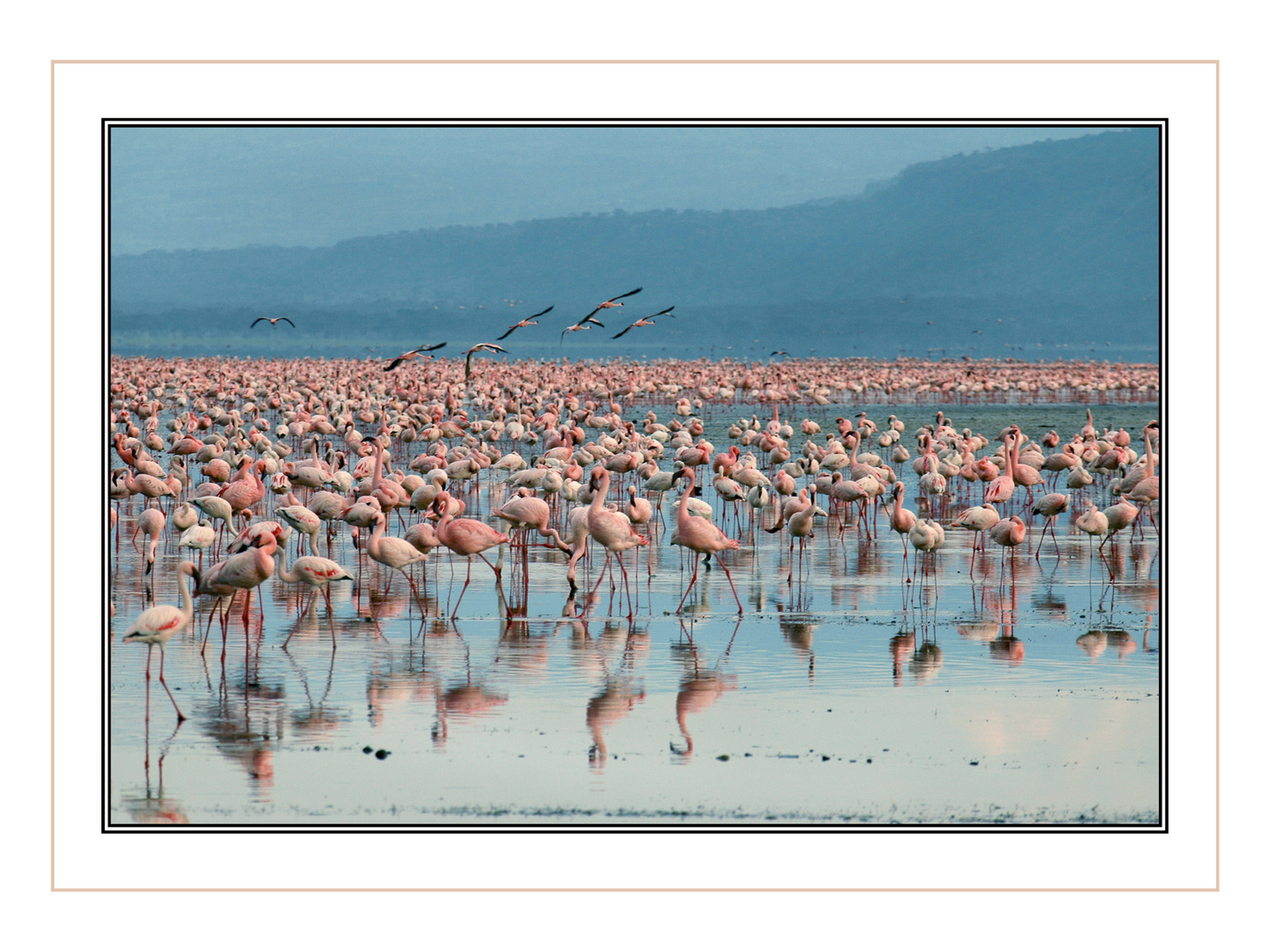 Flamingos am Lake Nakuru