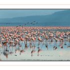 Flamingos am Lake Nakuru