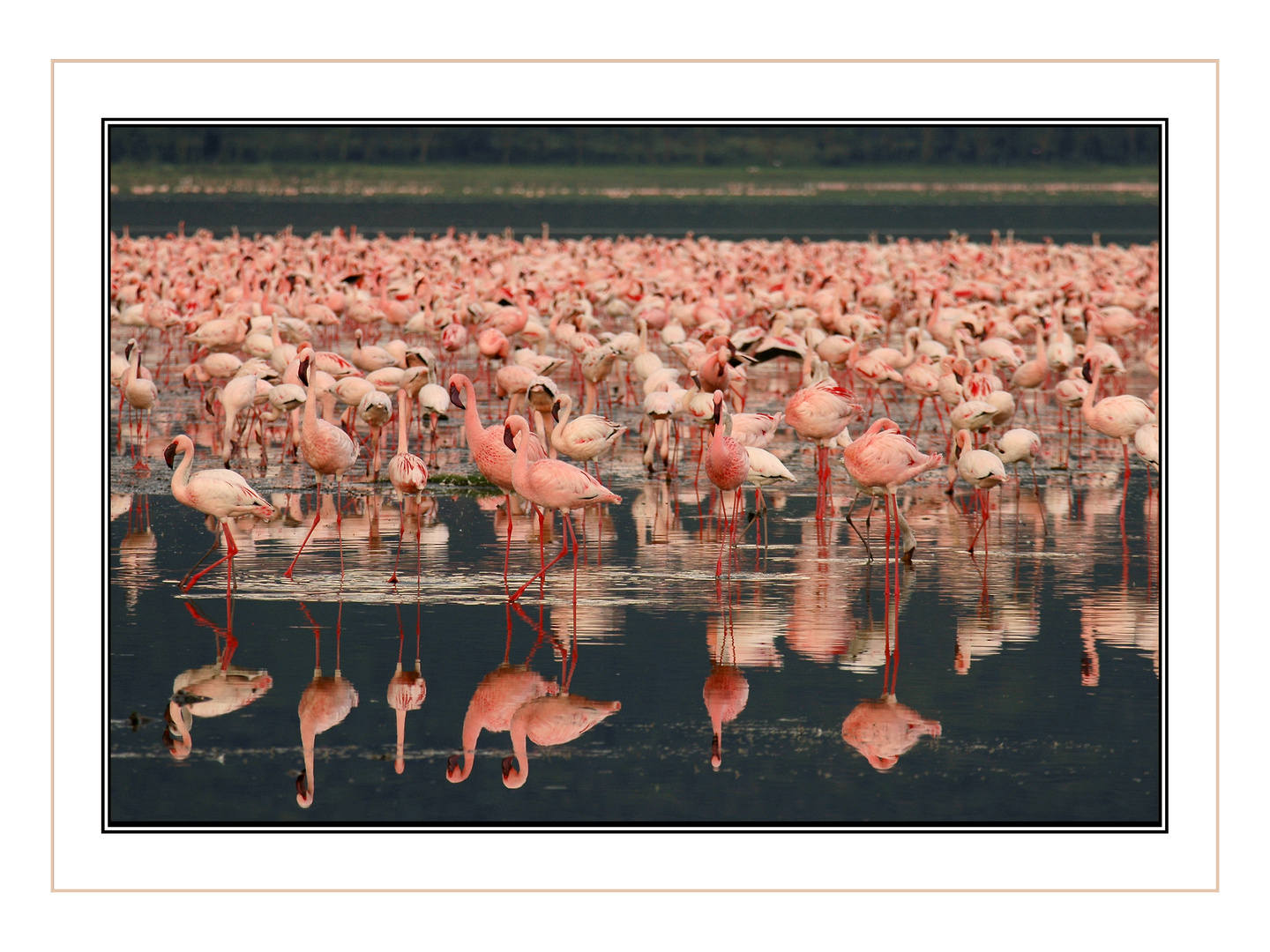 Flamingos am Lake Nakuru