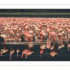 Flamingos am Lake Nakuru