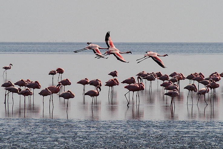 Flamingos am Lake Natron